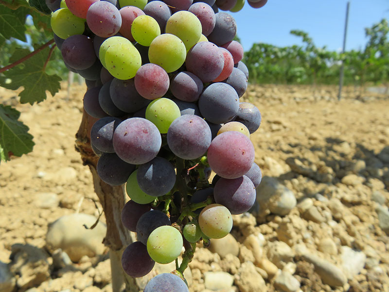 Raïm verolat a les vinyes del Celler Can Casals a Sant Esteve Sesrovires