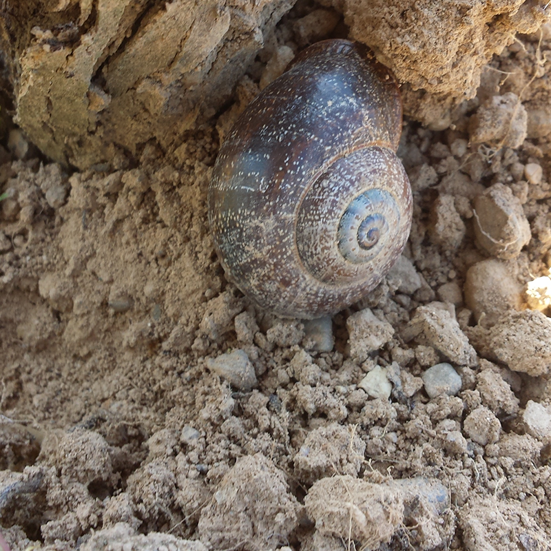 Cargol de vinyala al Celler de Can Casals