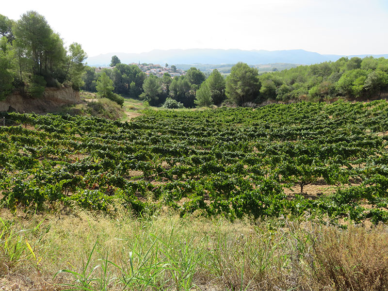 Vinyes del Celler Can Casals a Sant Esteve Sesrovires